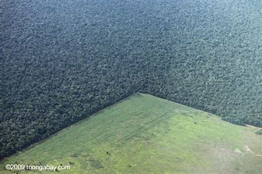BioRel_Nstreams's tweet photo. Voting with your dollar works! #palmoil, #cattlefarming, #soyproduction, companies commit to reduce #deforestation because their participation directly influences their market shares #NREMseminar https://t.co/Rb67ZMUd73 Dr. Florian Gollnow https://t.co/JjgyZRcQtV