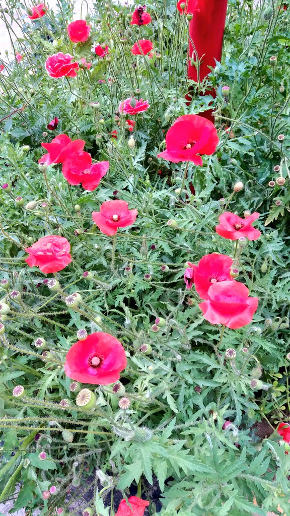 madhumita6's tweet photo. #MyClicks last afternoon...
Happy colourful day tweeples😍
#throughmylens #throughmycamera https://t.co/3DHOjTBpGy
