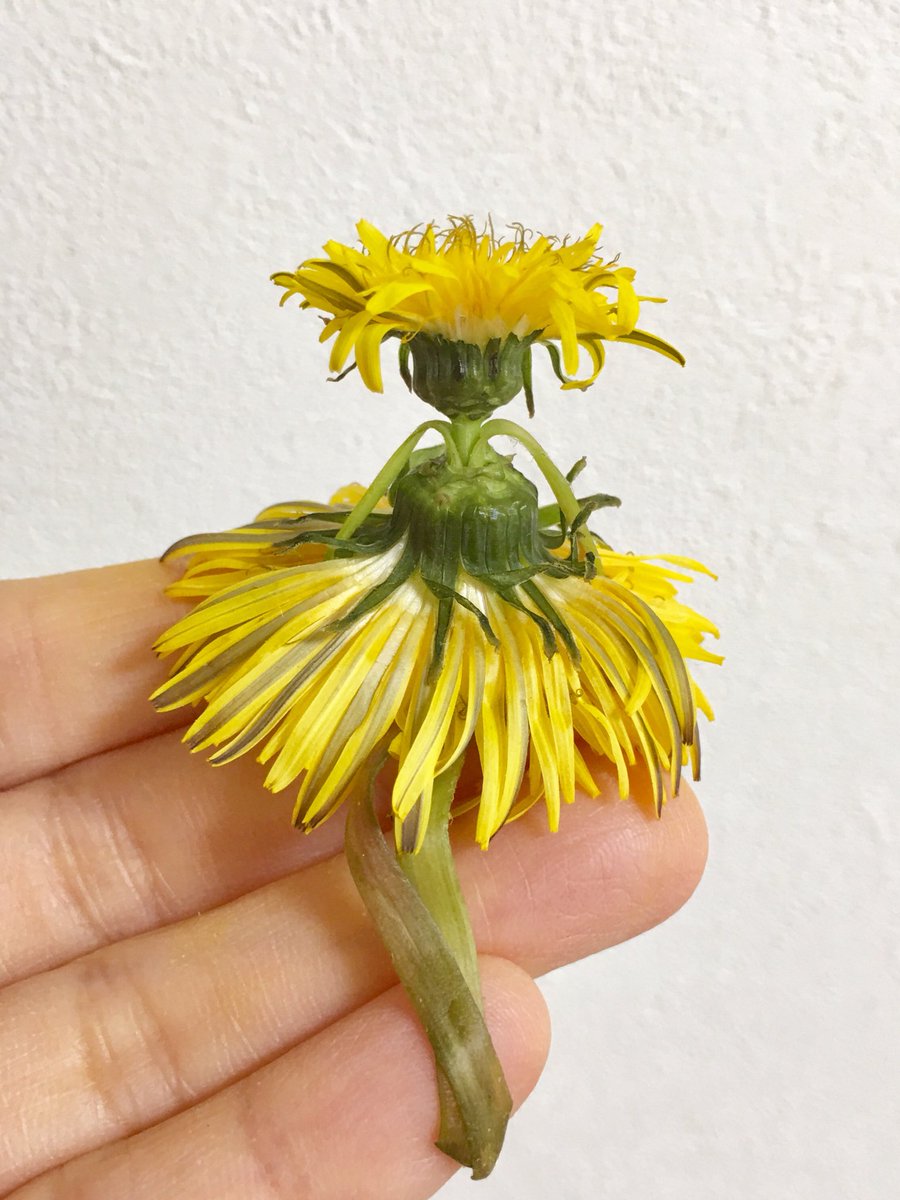 Inori Auf Twitter タンポポで女の子を作りました 大きくて茎の長い花と小さい花で作ります 詳しい作り方は次に動画を投稿します 妖精さんのお洋服 と写真を撮ったら綿毛のドレスがウエディングドレスのように見えました Inori Auf Twitter タンポポで女の子を作りました 大きくて茎の長い花と小さい花で作ります 詳しい作り方は次に動画を投稿します 妖精さんのお洋服 と写真を撮ったら綿毛のドレスがウエディングドレスのように見えました