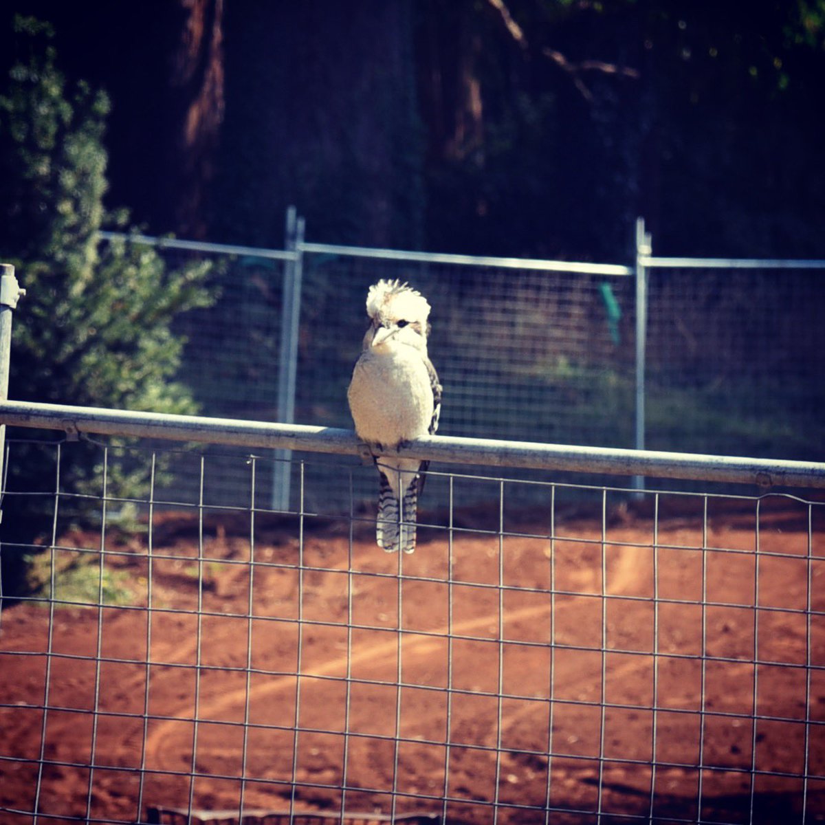 FFLA_vic's tweet photo. How good it is when a kookaburra drops in to a site meeting??? #firsttimeforeverything https://t.co/bYhBZ7NoOg