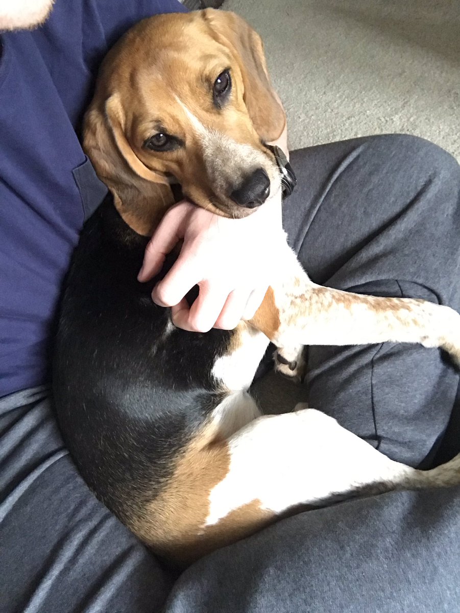 BeagleandMe's tweet photo. #DailyMabel

Every morning Mabel has to sit and have a cuddle before she can start her day, and I couldn’t be happier. https://t.co/bAACjVZpCn