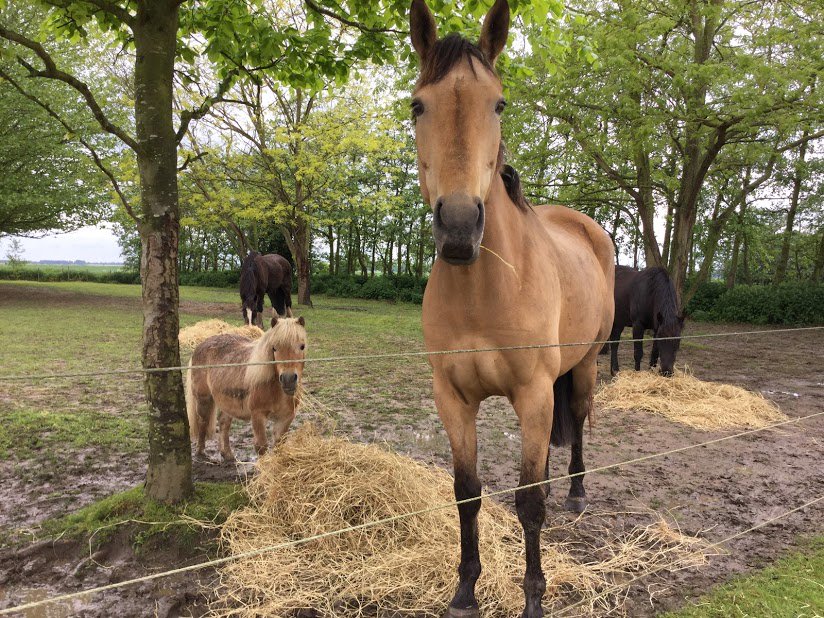 “The key is to keep company only with people who uplift you, whose presence calls forth your best.” #ThursdayThoughts #ponyhour would change "people" to #horses or maybe #equines would be better in this Epictetus #quote