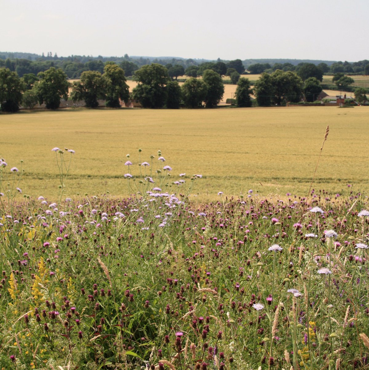 SummerdownUK's tweet photo. So windy, wet & grey on the farm today so weโre dreaming of summer days when the #wildflowers bloom on our field borders.
#Summerdown #inspiredbynature #wellbeing #countrylife #Hampshire #farmlifestyle #natureinspired #mothernature #naturalbeauty #Britishfarming https://t.co/UbS3WJZQpO