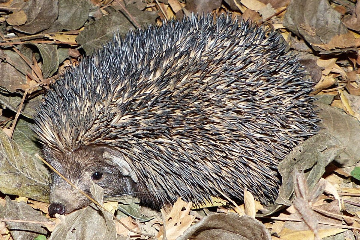 Indian Hedgehog