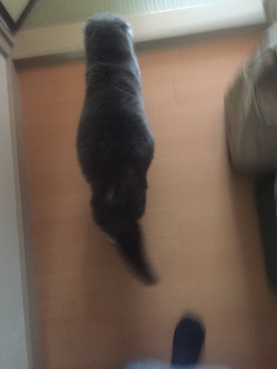 猫お腹パンパン Twitter Search Twitter