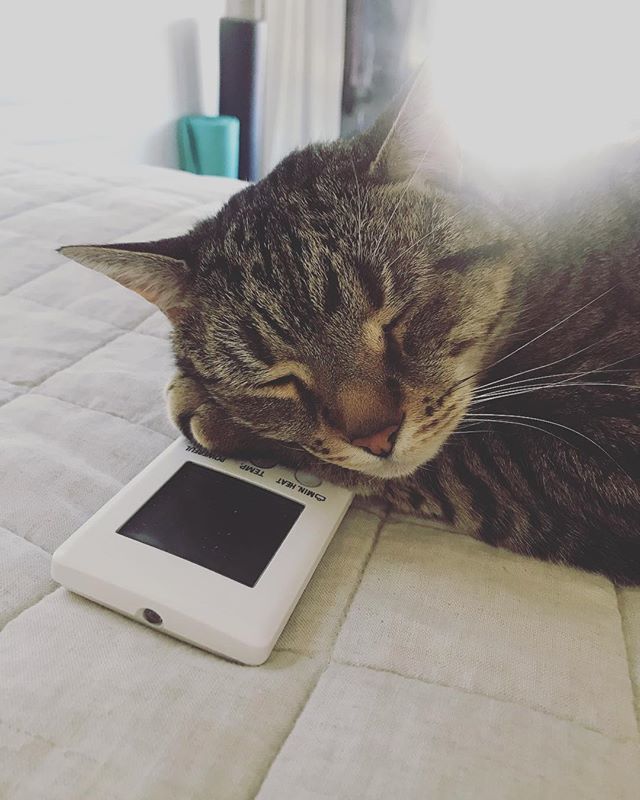 loppythecat's tweet photo. Exhausted from channel surfing #goals #whoneedsalifecoach #catcoach #meowaf https://t.co/HqkWFbc19H https://t.co/eBKNTYmLhm