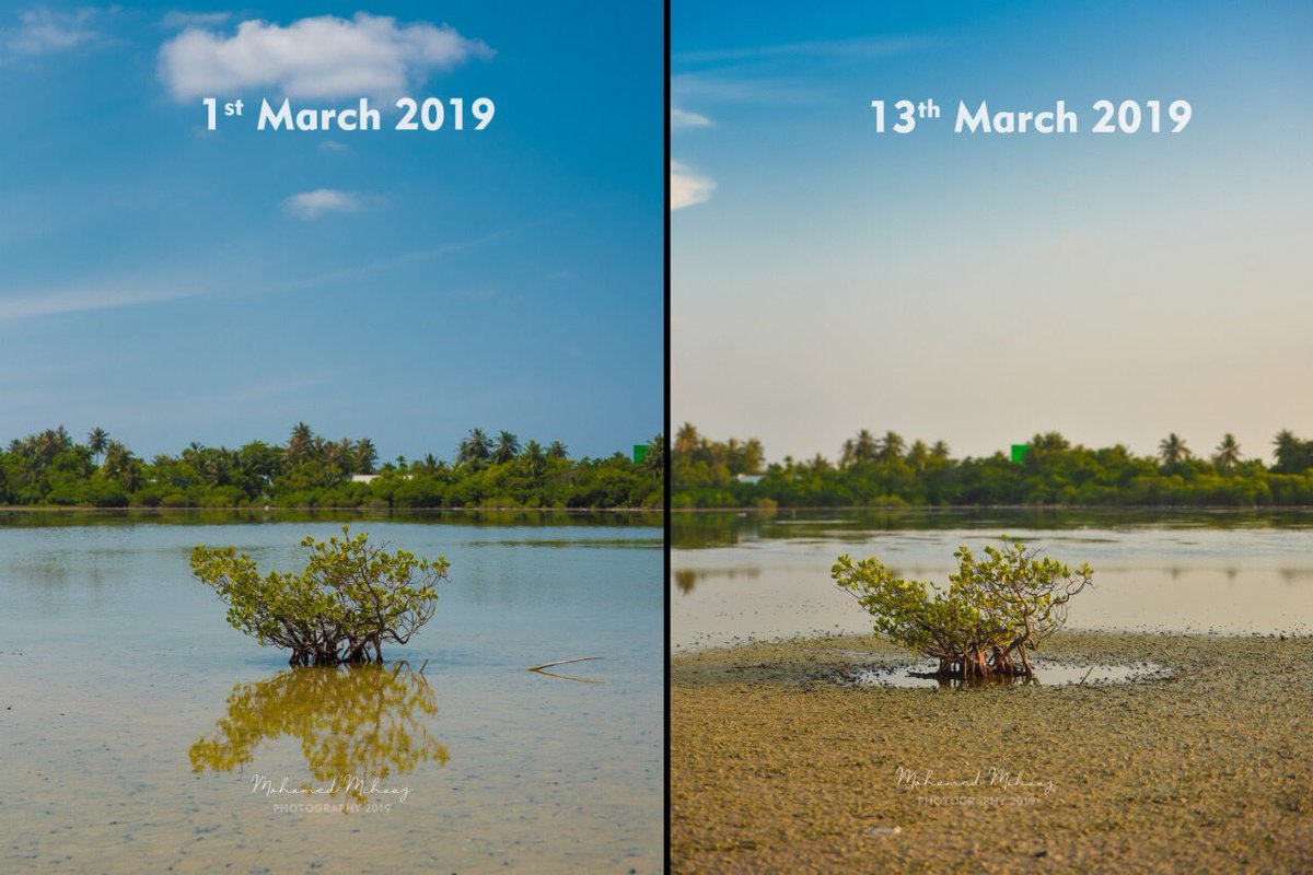 Kulhudhuffushi mangrove have been under enormous stress ever since the destruction began in October 2017. The remaining part is drying and dying as we speak. There is no time to waste. Every remedial measure and step must be taken now. 

#savekulhudhuffushikulhi