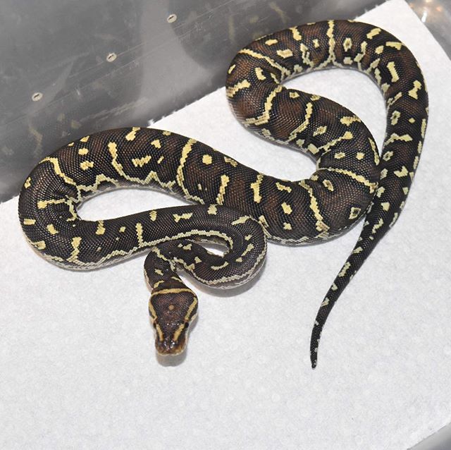 william_filipek's tweet image. Look at this cool looking bumpy ball python. Haha no... just kidding. Angolan pythons are very pretty snakes. #pythonsofinstagram🐍🐍🐍🐍 #angolanpython #pythons #pythonanchietae #pythonofig #livingthedream #tjwexotics ift.tt/2O42k7C