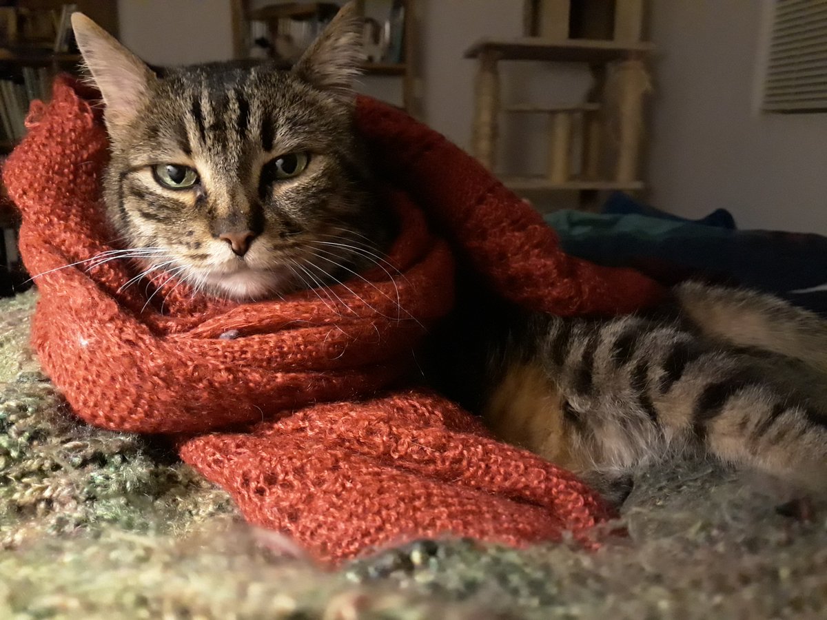 sm9eb's tweet photo. Research Asst. Orion is busy recovering from the exciting 1st #JumpJumpDivision bout of #2019MMM. We happen to disagree about #RingtailScandal, since she predictably sides with #TeamTiger & #Serval. She is not much of a jumper herself, being a tad arthritic. @ObservatoryCats https://t.co/YubEeHXU71