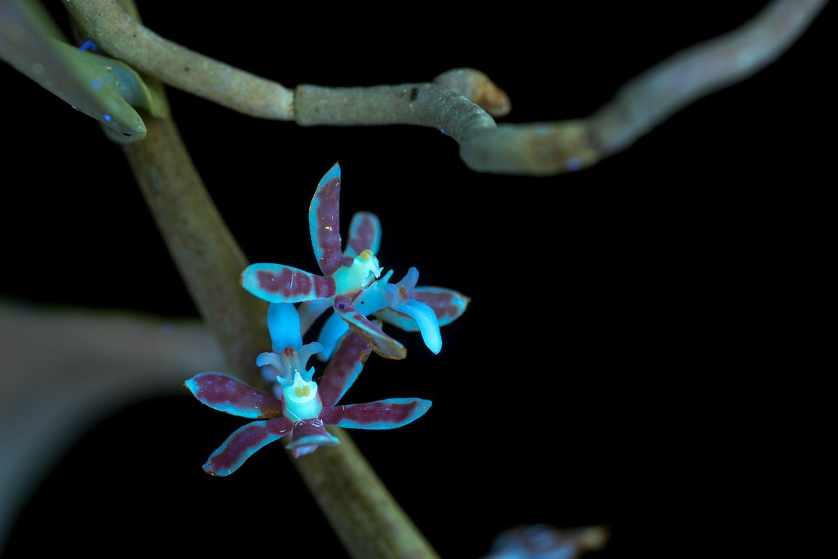Trichoglottis cirrhifera, a neat vine-like orchid with small yellow and red flowers.

#orchid #uvivf #orchidaceae #glowing #luminous #fluorescent #photo #photography #macro #nature

cpburrows.com