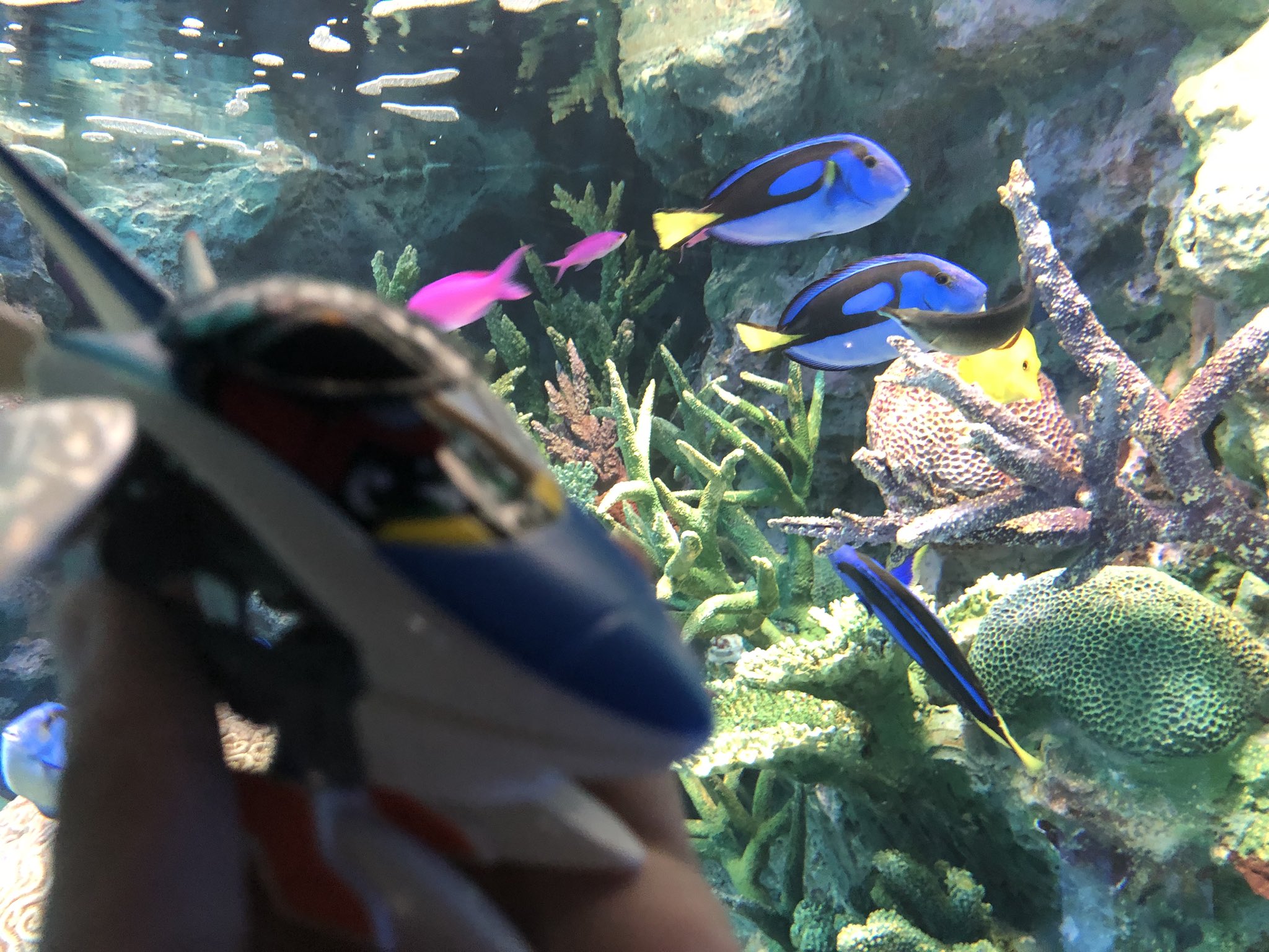 くろしお ダン على تويتر ヒカリアン旅行部 ウエスト ナンヨウハギだね ドリーも映画になってたね くろしお ダン على تويتر ヒカリアン旅行部 ウエスト ナンヨウハギだね ドリーも映画になってたね