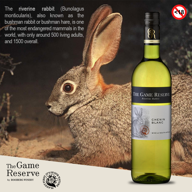 RooibergWines's tweet photo. Help us in supporting the conservation of the rare &amp; elusive Riverine Rabbit when you purchase Chenin Blanc from the Game Reserve Range, brought to you by Rooiberg Wines. #wineswithacause #rooibergwines #itsinournature Wilderness Foundation Africa
https://t.co/22YwyVGbK1 https://t.co/BaKky3Hm1M