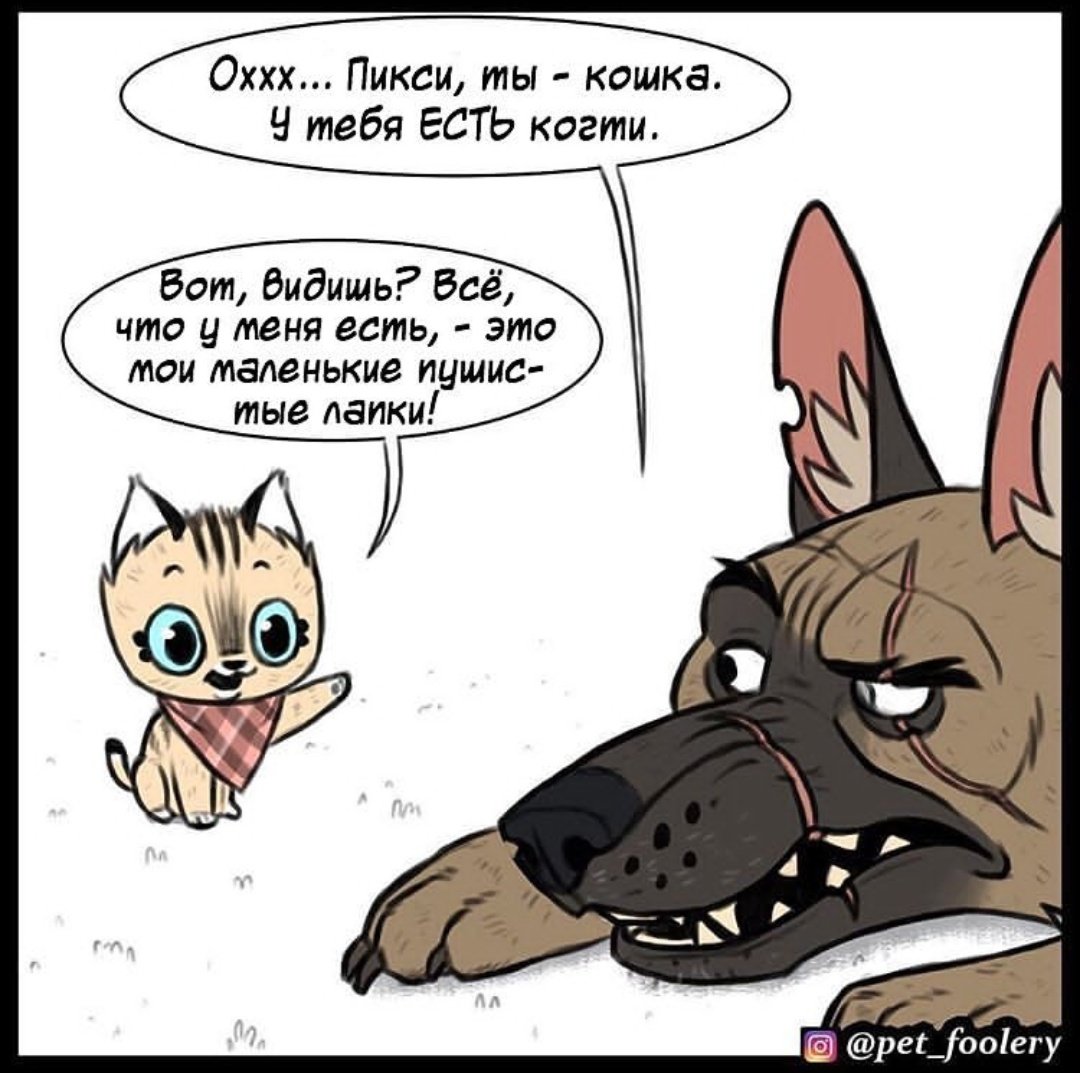 Котёнок Пикси и пёс брут