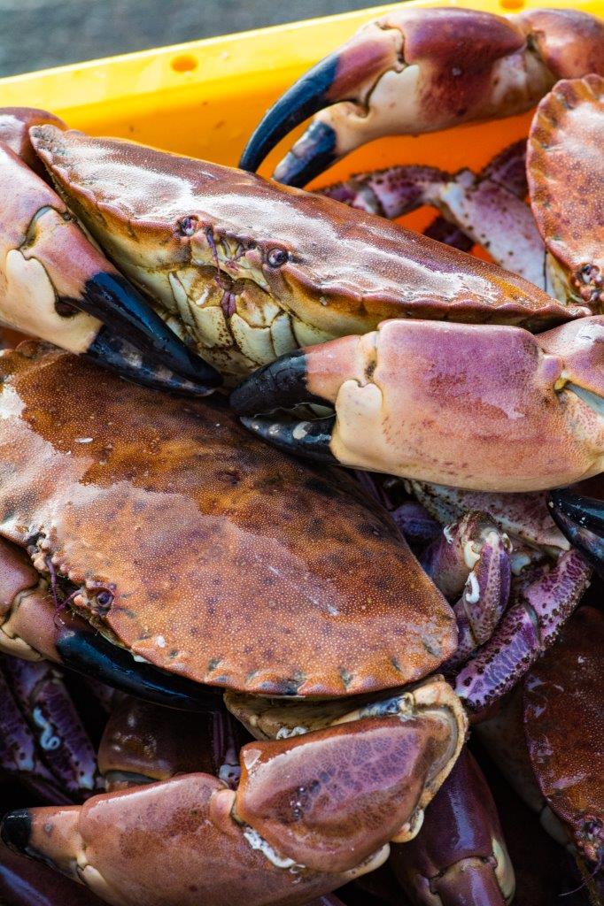 SeafoodFromScot's tweet photo. Fished by pot & creel, often on the west coast & around the Scottish isles, brown crab 🦀 can be bought live, cooked or dressed. #SeaToPlate https://t.co/QTblxhh6It