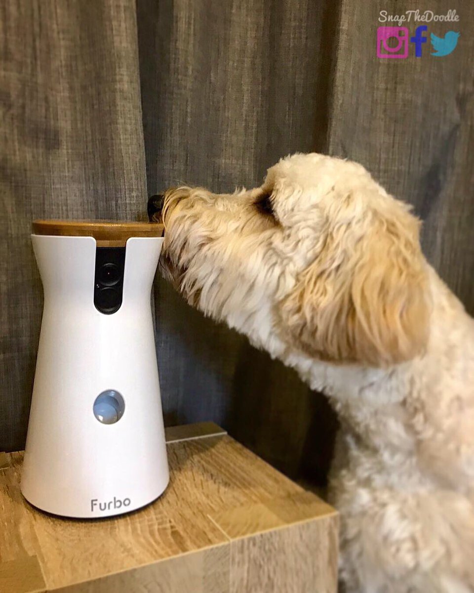 snapthedoodle's tweet photo. We have been testing out the fantastic @FurboDogCamera! Stay tuned for our review which will be posted on our website 🐾♥️
.
https://t.co/H3aYsANcCL
.
#furbodogcamera #goldendoodle #doggo #dog #snapthedoodle #furbo #puppy #homeautomation @KARKALIS_COM #karkaliscommunications #ad https://t.co/lIMUlOb6y9
