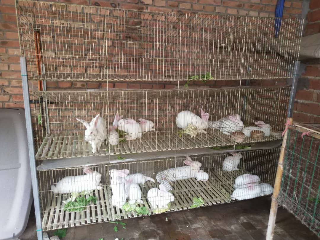 MifugoTz's tweet photo. Mother - Baby Rabbit Cage
#rabbitcage
Simu:
+255 712 253 102(WhatsApp)
+255 765 291 489
+255 625 994 023
Email:
mifugotz@gmail.com
@mifugo_tz
@kilimo_tz
@afyakiganjani
#mifugo #mifugotz #kilimotz #kilimo #drkessyvet #ufugaji #kuku #broiler #tanzania #incubator #kuroiler https://t.co/HyNCOgausv