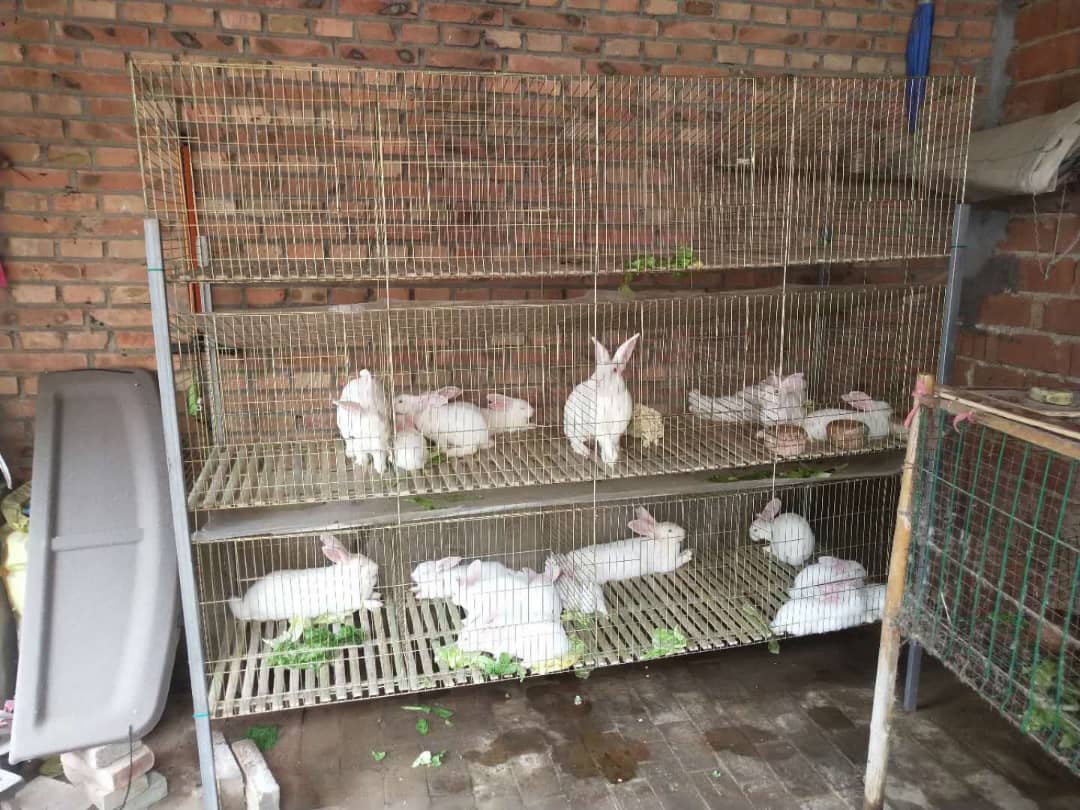 MifugoTz's tweet photo. Mother - Baby Rabbit Cage
#rabbitcage
Simu:
+255 712 253 102(WhatsApp)
+255 765 291 489
+255 625 994 023
Email:
mifugotz@gmail.com
@mifugo_tz
@kilimo_tz
@afyakiganjani
#mifugo #mifugotz #kilimotz #kilimo #drkessyvet #ufugaji #kuku #broiler #tanzania #incubator #kuroiler https://t.co/HyNCOgausv