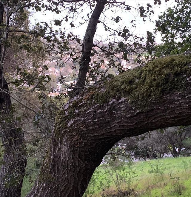 sdepolo's tweet image. #100daysOfTrees
— #100daysOfTreesCC 
#AdventuresInAdvocacy
🍃
🌿
🍃
🌿
🍃
🌿
🍃
🌿
#alamosquare
#sunset
#treesOfInstagram
#lawofattraction 
#naturebreak
#ilovetrees
#treestalktome ift.tt/2T0R3pK