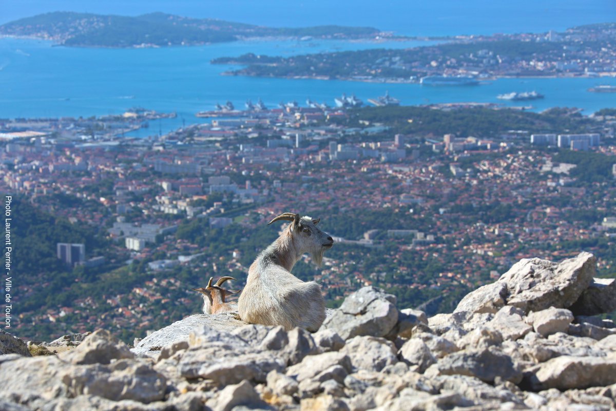 Pour ce #JeudiPhoto , vue sur la Rade de #Toulon depuis le poste de surveillance des biquettes🐑 au Mont Caume...