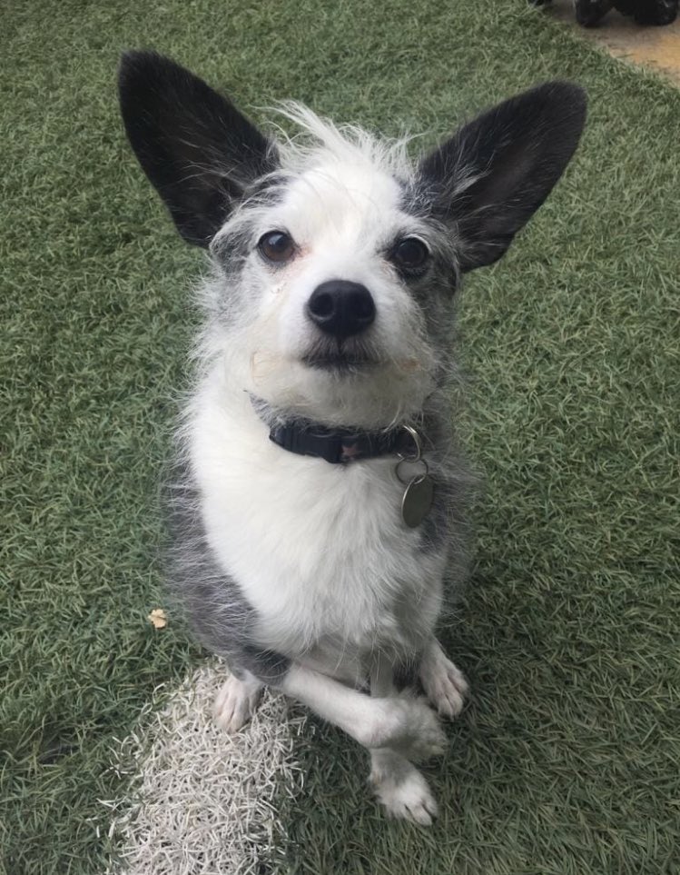 BevMusicTheatre's tweet photo. Meet the star of our show,Leo! 
This amazing pup is playing Toto inthe #WizardofOz in June at #HullNewTheatre 
#BMTOverTheRainbow #dogsoftwitter
Leo is being trained4his role by Simply K9 dog training.Stay tuned2Leo's progress over the next few months https://t.co/RZpNo9GXjQ https://t.co/MdqflECCQu