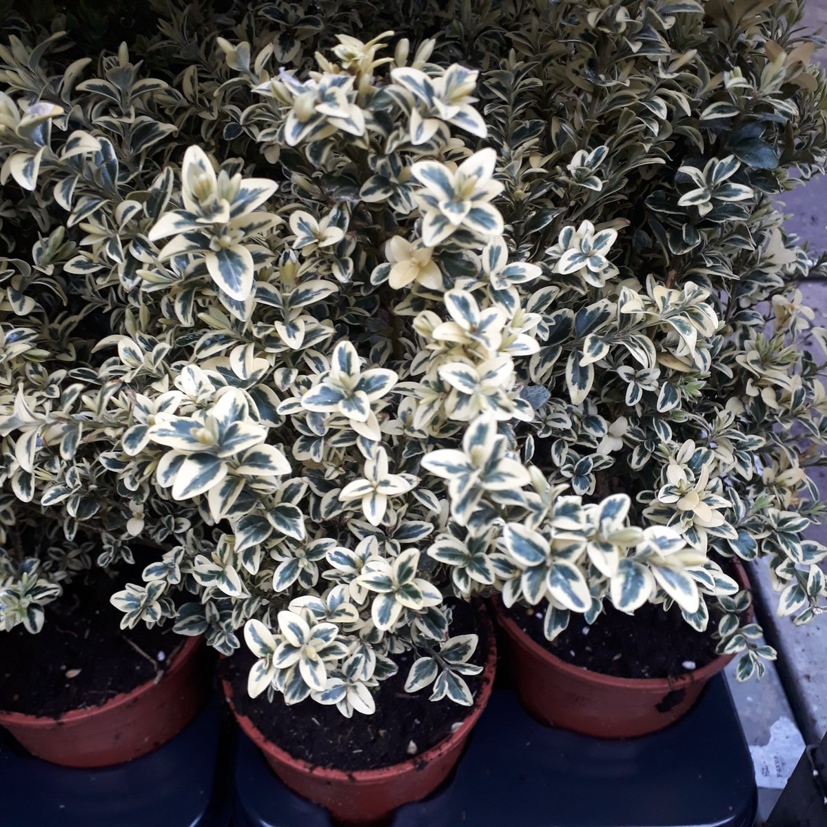 PietBuxus's tweet photo. voor een beetje kleur in de tuin of op uw balkon/terras bonte Buxus!
#buxuselegans #buxusspecialist https://t.co/IN6lcgKlw3