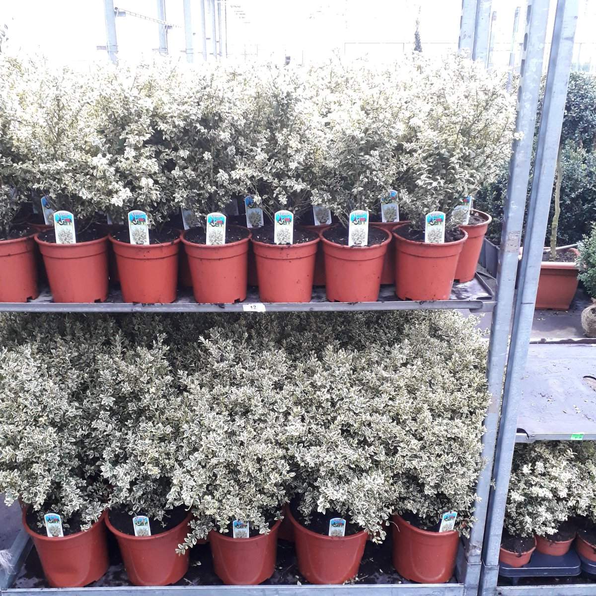 PietBuxus's tweet photo. voor een beetje kleur in de tuin of op uw balkon/terras bonte Buxus!
#buxuselegans #buxusspecialist https://t.co/IN6lcgKlw3