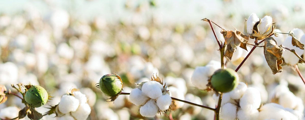 TheDollarBiz's tweet photo. Indian can export 50 lakh bales of cotton, says CAI.....    
https://t.co/ckP27aK3VO  #ImportExportAnalytics #GlobalTrade #ExportImport #ExportData #EximData #ImportData #ExportConsultant #ExportShipment #Trade #ImportShipment  #hscode #indiacotton #cottonexport #cottonimport https://t.co/3HGWFYpuS0