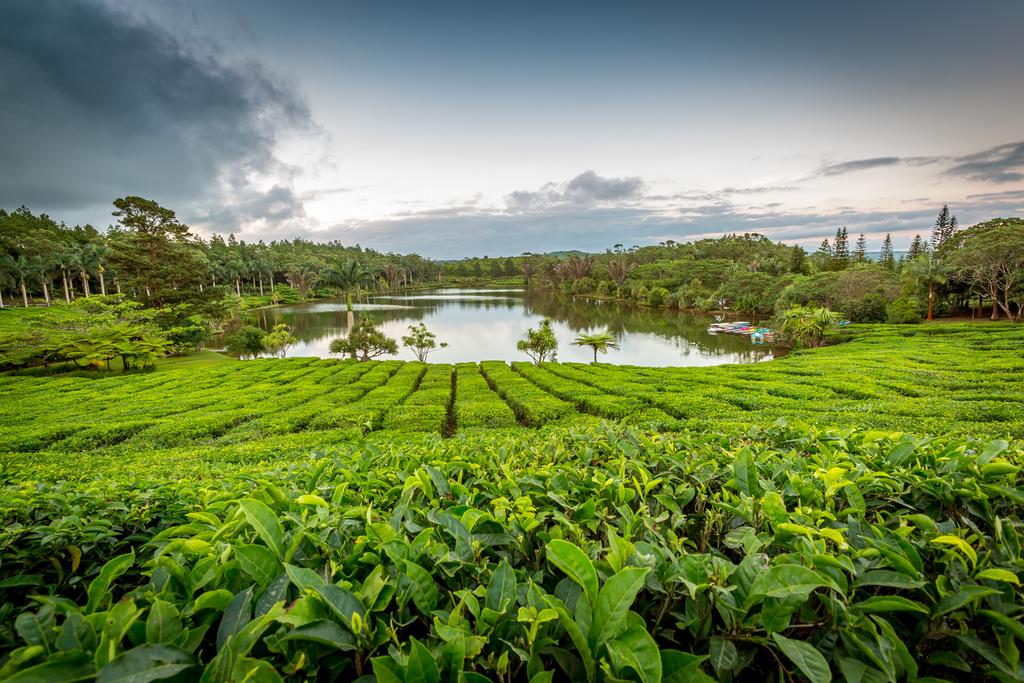 MauritiusGuide's tweet photo. Discover Bois Chéri is the first tea plantation in Mauritius dates back to 1892. 😲😲😲

#tealover #tea #nature #island #mauritius https://t.co/QIbLm0t04R