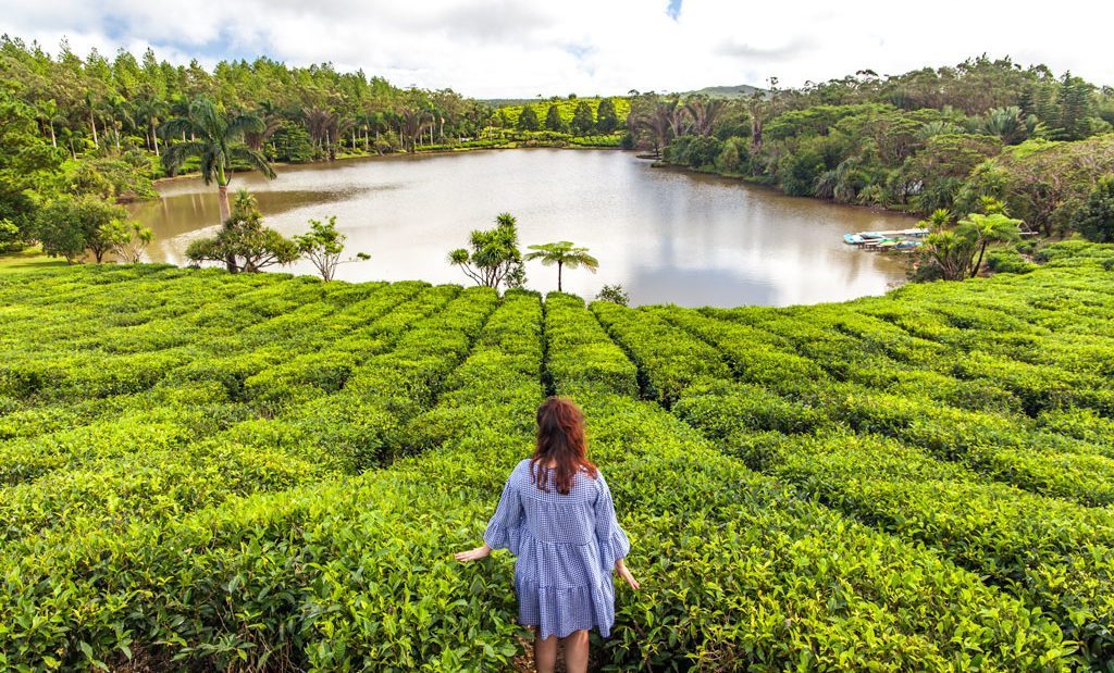 MauritiusGuide's tweet photo. Discover Bois Chéri is the first tea plantation in Mauritius dates back to 1892. 😲😲😲

#tealover #tea #nature #island #mauritius https://t.co/QIbLm0t04R