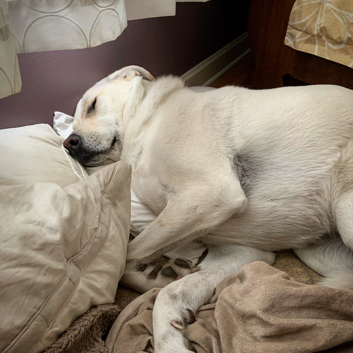 labsontheloose's tweet photo. I’ve never had a dog that didn’t know how to enjoy a good pillow situation. #dogsofBuffalo #DogLife https://t.co/XR45gzyacy
