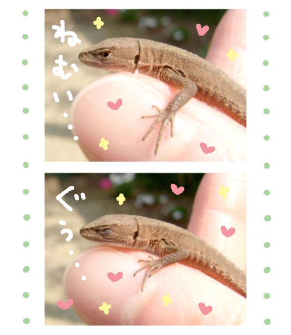 カナヘビのtwitterイラスト検索結果