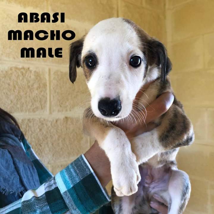 fundacionbm's tweet photo. ¡La camada Amori busca familia!

Queremos que tengan la mejor familia del mundo y que no pasen por el abandono que sufrió su mamá. 
¿Les darías una familia?
Adopta: https://t.co/Llpek8RADy https://t.co/oCUKSZNeVf