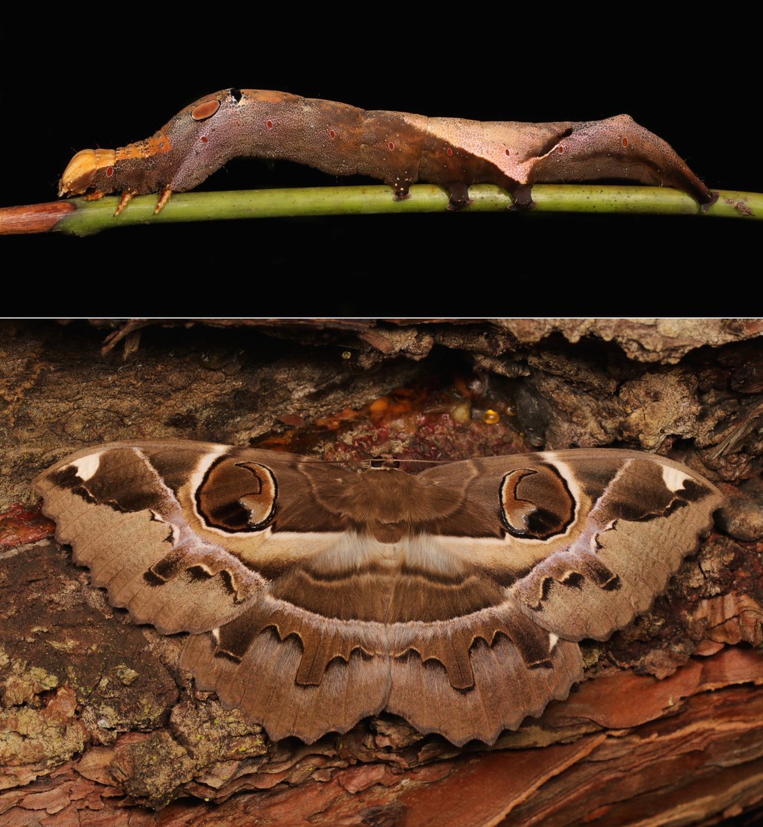  #METAMORPHOSIS - Owlet  #Moth (Erebus ephesperis, Erebinae, Erebidae) https://flic.kr/p/SkBkrQ  #insect  #China  #Yunnan  #entomology  #Lepidoptera