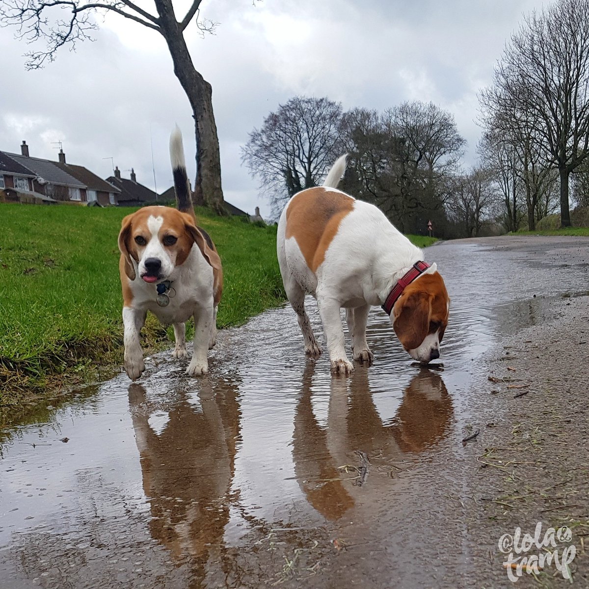 It seems we have a new drinking hole now thanks to Storm Gareth 😜😜🤣🤣❤❤
#beagles #dogsoftwitter #stormgareth