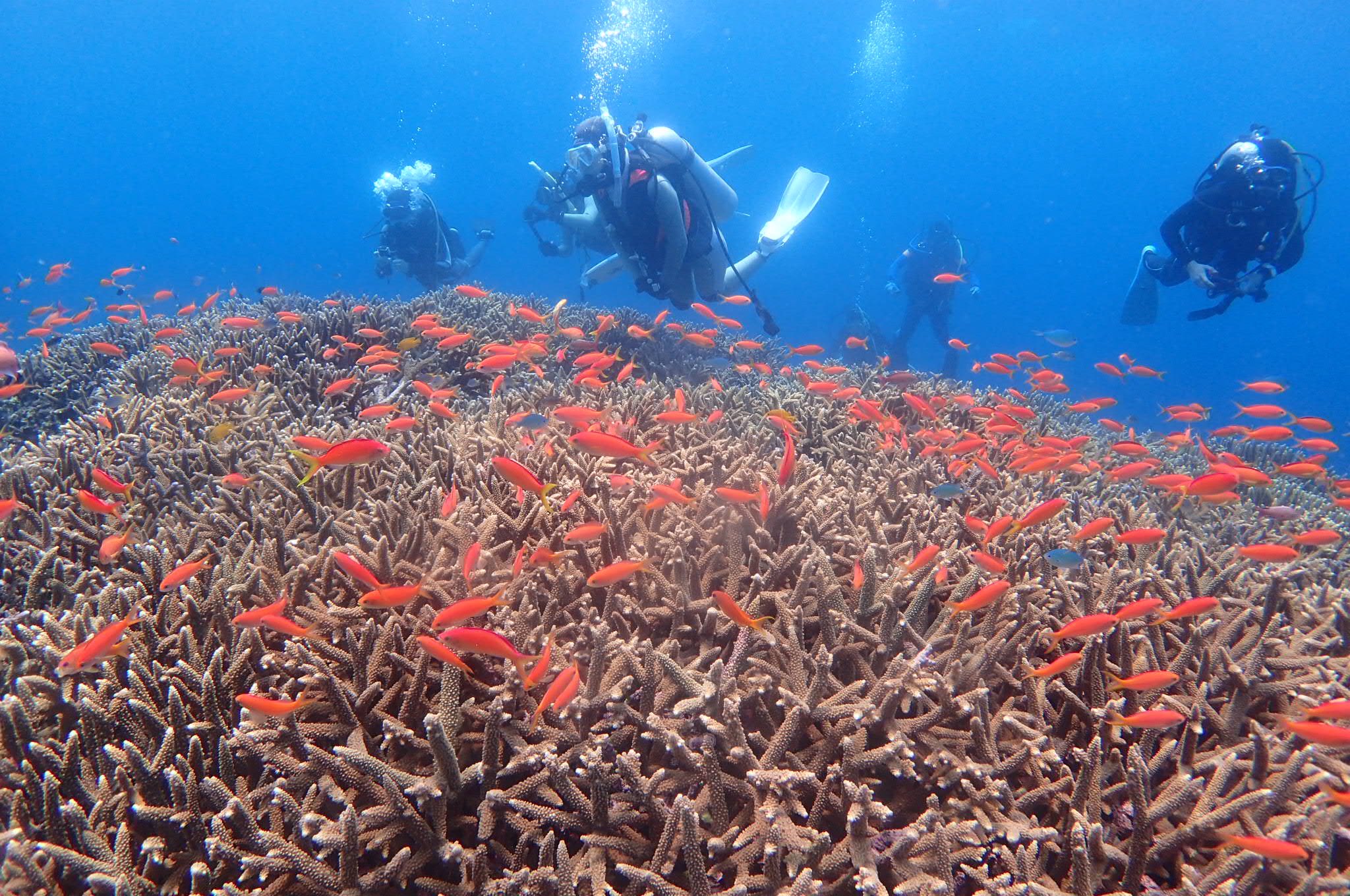東京農業大学ダイビングクラブ こんにちは 日に焼けた秋元です 合宿2日目 今日からダイビングです 西表島の海はすっごく綺麗でとても感動しました 春から農大 ダイビング