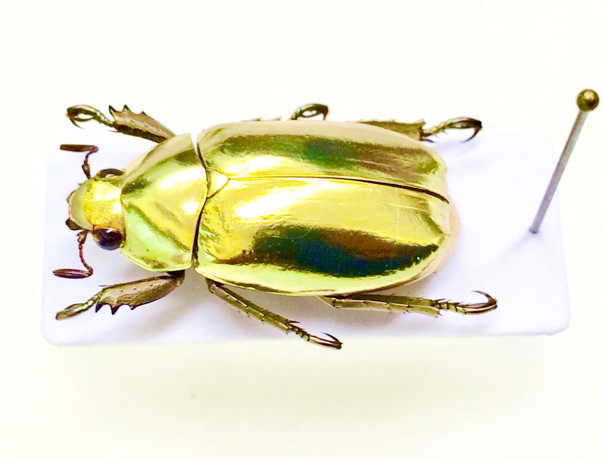 新大陸のコガネムシ02 アウリガンスプラチナコガネ 大型メス31mm