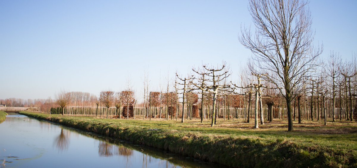 Geen zin om te wachten tot uw kleine boompje in de tuin eindelijk groot is? Kom bij grotebomendirect.nl kijken voor volgroeide bomen, denk aan leibomen, laanbomen, fruitbomen en nog veel meer.