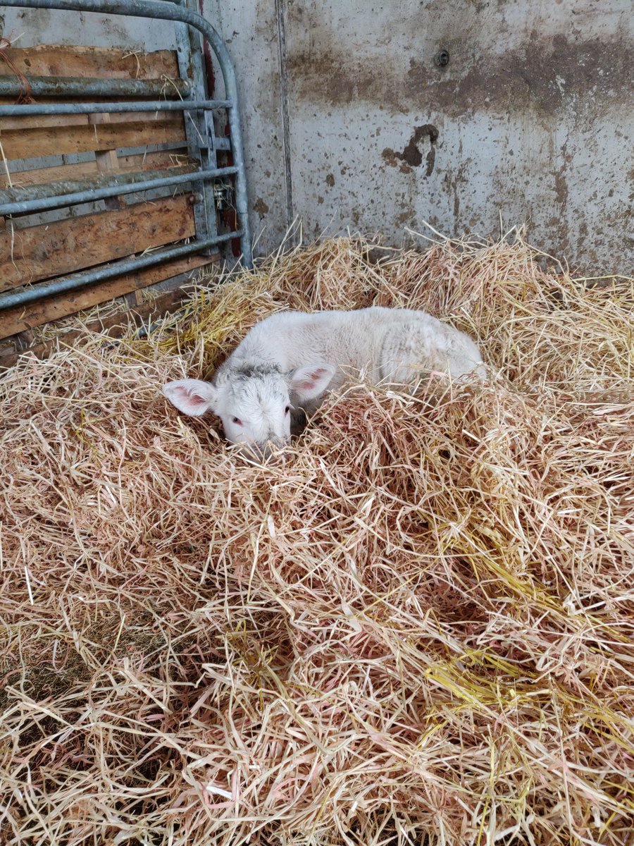 Greenville Nua Planxty, Goldstar Ludwig X Roundhill Rocky X Bowerhouses Topper. Born unassisted, @irishcharolais @progressivegen #irishfarming #pedigree #springcalving #irishbeef