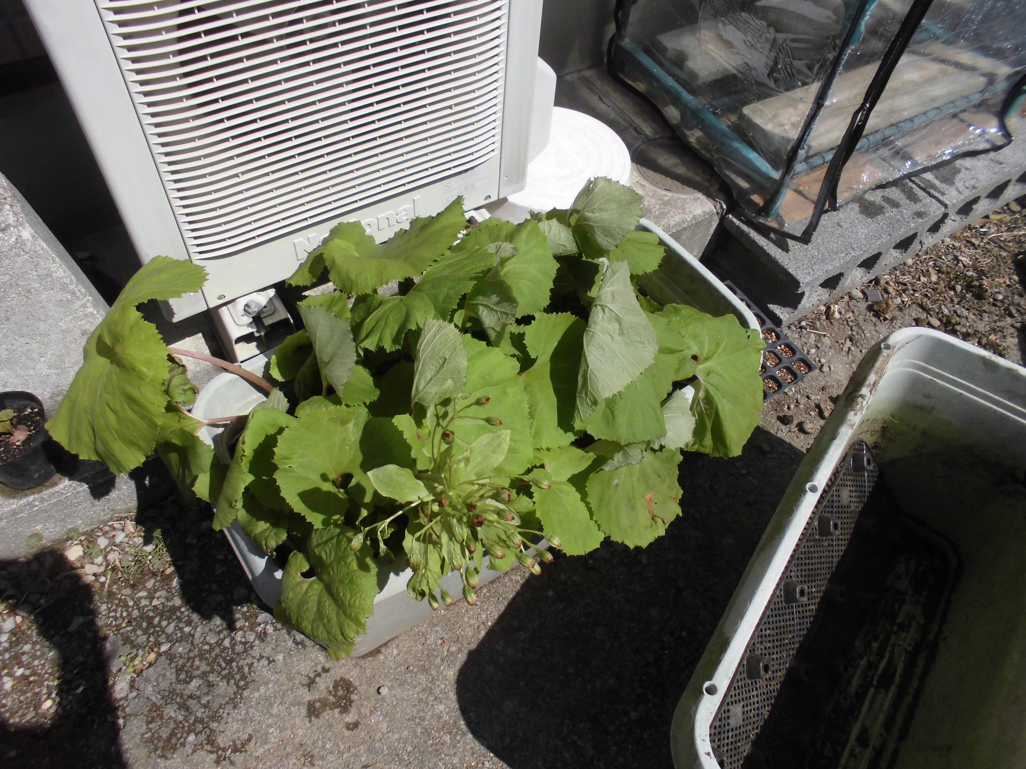 うさ 蕗 フキ を植えていた深型プランターの土をあけて もう１つある9年放置の深型プランターの土もあけて 3つの深型プランター の土を入れ替えましたが あんまり軽くなった気がしない とりあえず 夏には西日がキツイ窓際に３つ並べてゴーヤを