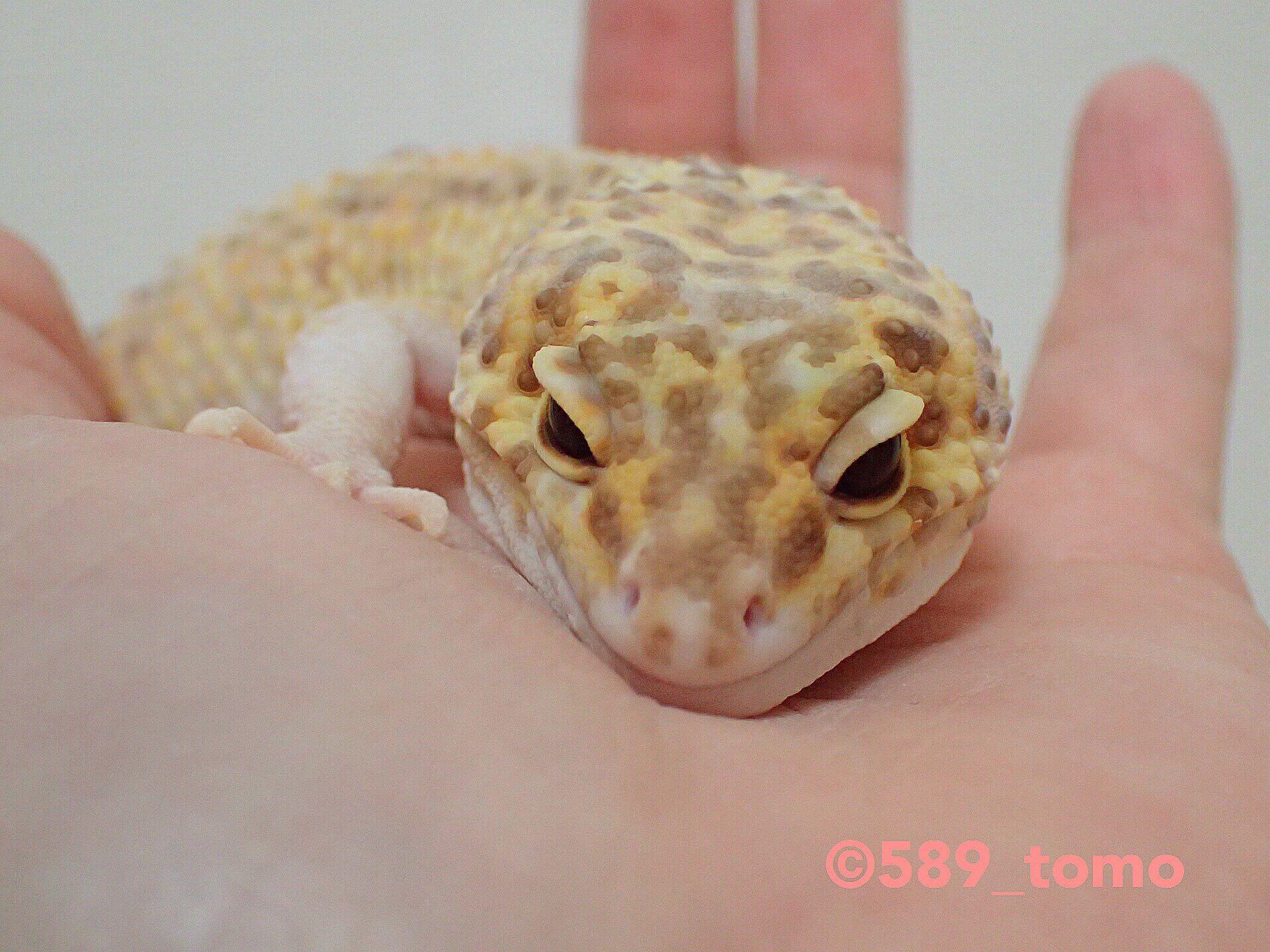 Kohaku 脱皮前で真っ白 Leopardgecko ヒョウモントカゲモドキ レオパードゲッコー 爬虫類 かわいい いやし Kohaku 脱皮前で真っ白 Leopardgecko ヒョウモントカゲモドキ レオパードゲッコー 爬虫類 かわいい いやし