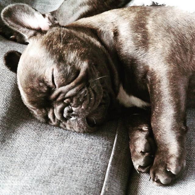 ExpressoPups's tweet photo. They grow up so fast!
Happy 4th birthday Bastion 🐾 #ExpressoFrenchies #ExpressoShow https://t.co/Z7AdGvgnK0