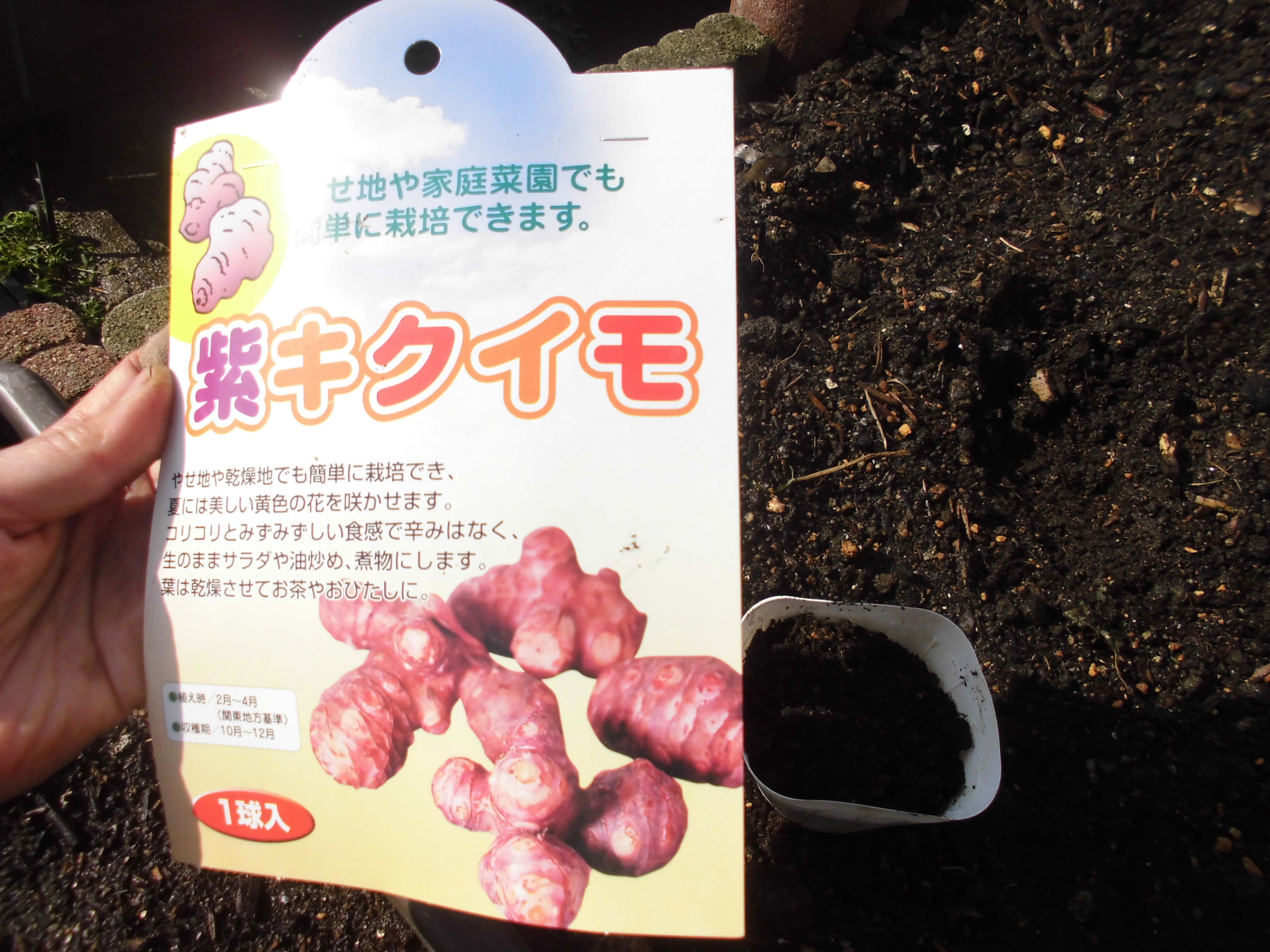 うさ Youtube 菊芋 脇芽取りをしないと芋が大きくならないのか さがキクイモ大学 第３話 キクイモ栽培管理編 T Co 0iv4oplx3z Youtubeさんから Twitter