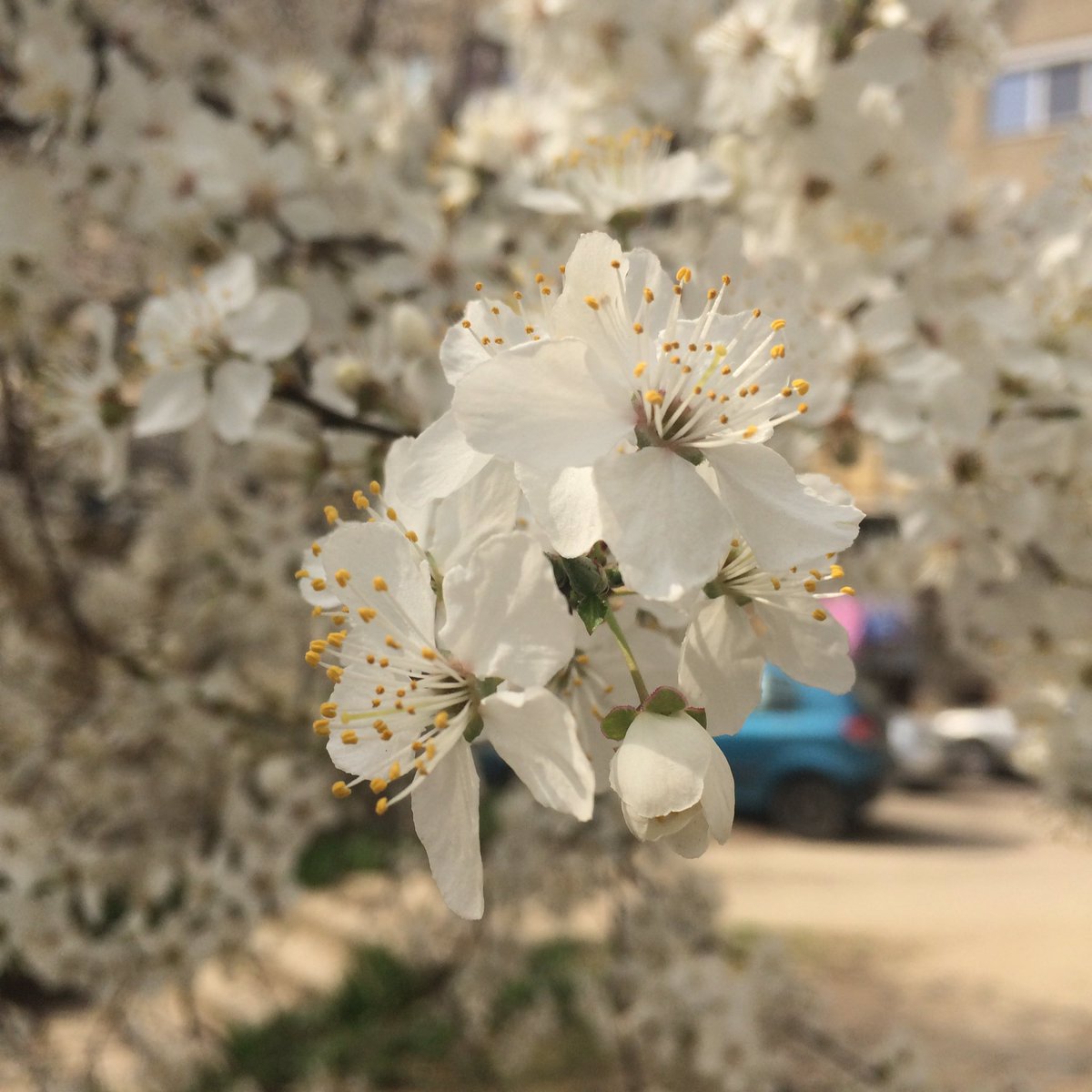givemeawaferpls's tweet photo. .... #ShotOniPhone #CherryBlossom #Flower #DepthOfField #BluredBackground https://t.co/YMUx5100Ry