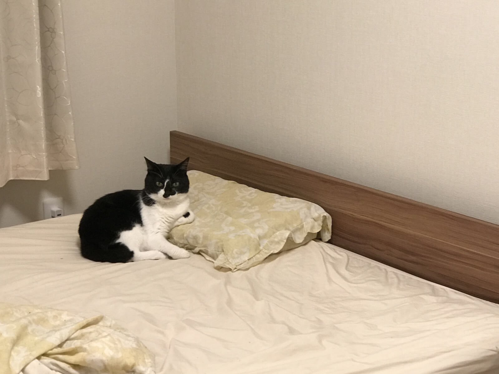 響介 Ikeaの猫用ベッドを設置した結果がこちらです T Co Isfytlxwmo