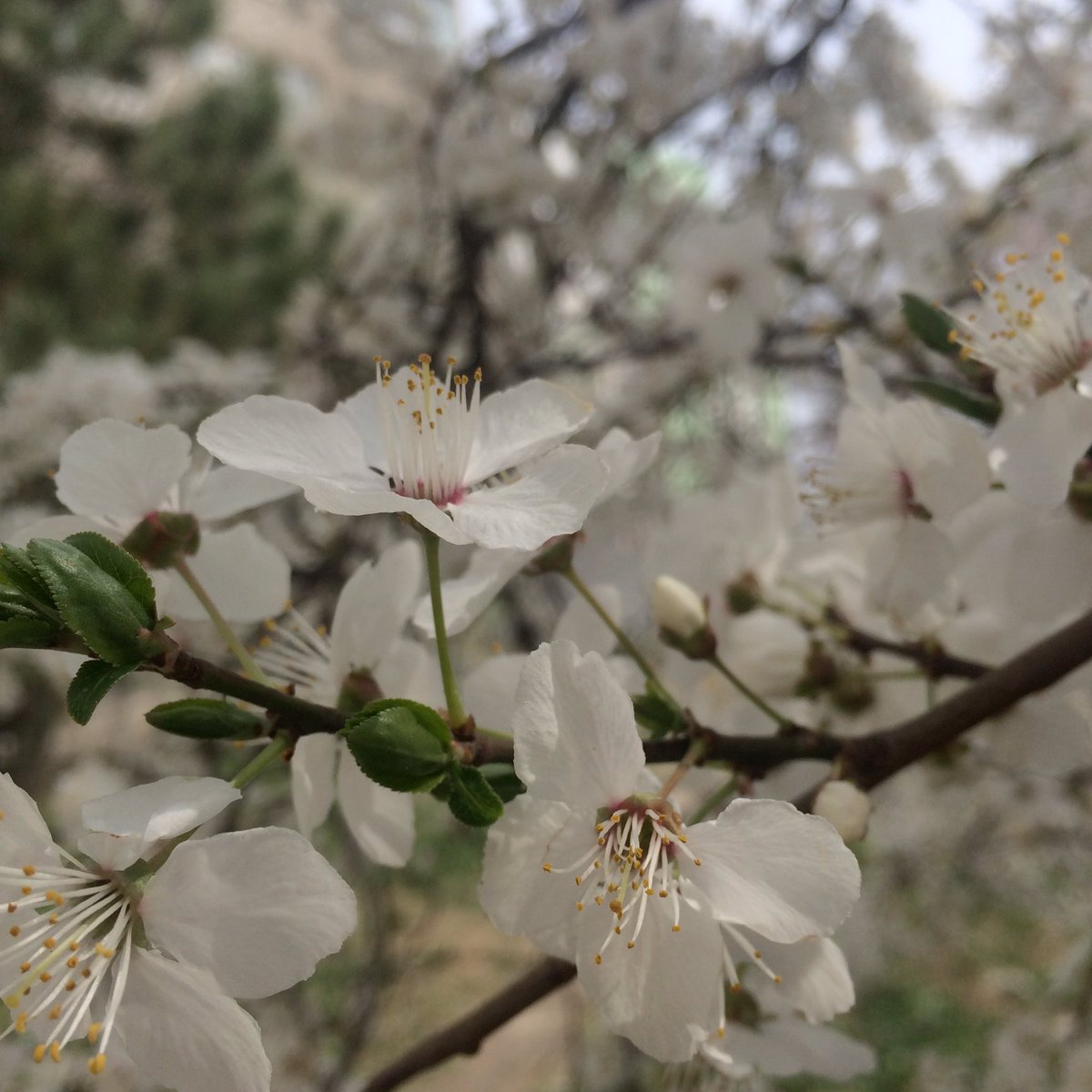 givemeawaferpls's tweet photo. #ShotOnIphone #Flower #CherryBlossom #BluredBackground https://t.co/QR0EDC2kcV