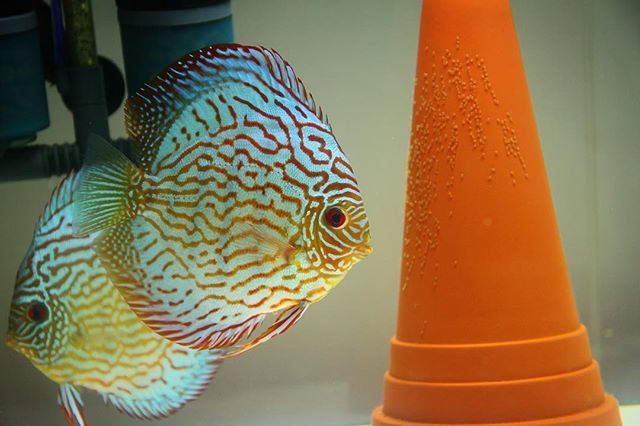 熱帯魚の王様