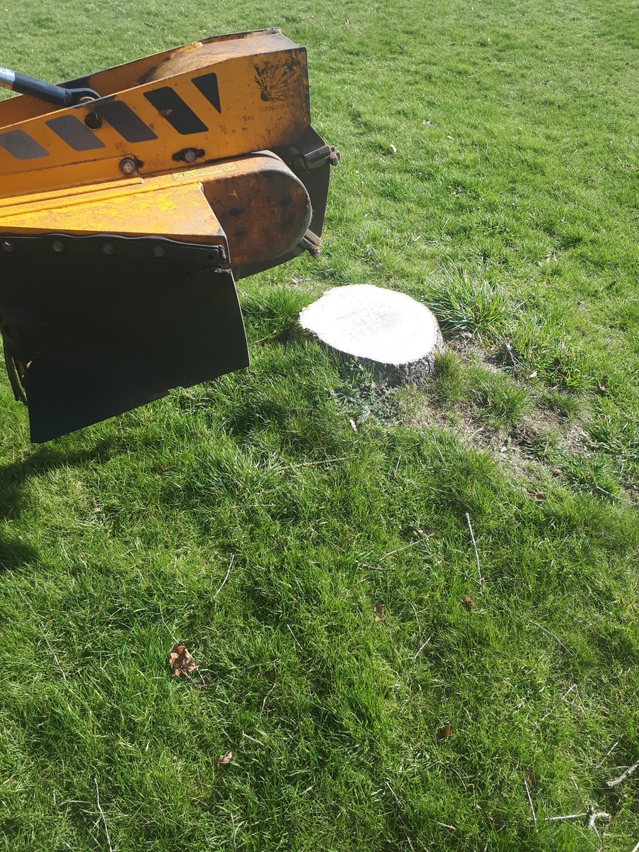 Essex Tree Stump Grinding removing tree stumps in Saffron Walden, Essex. …