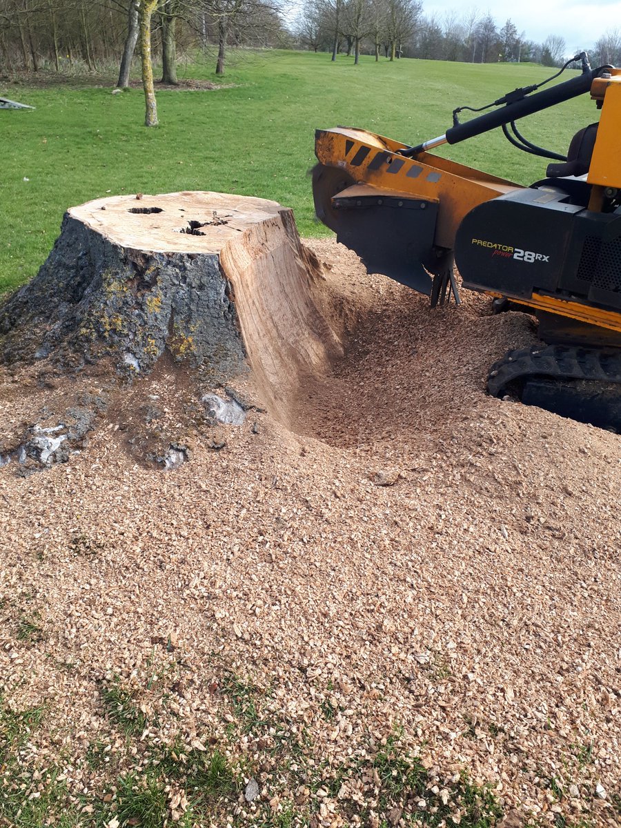 Essex Tree Stump Grinding removing a large beech tree stump at Saffron Walden, Essex. …