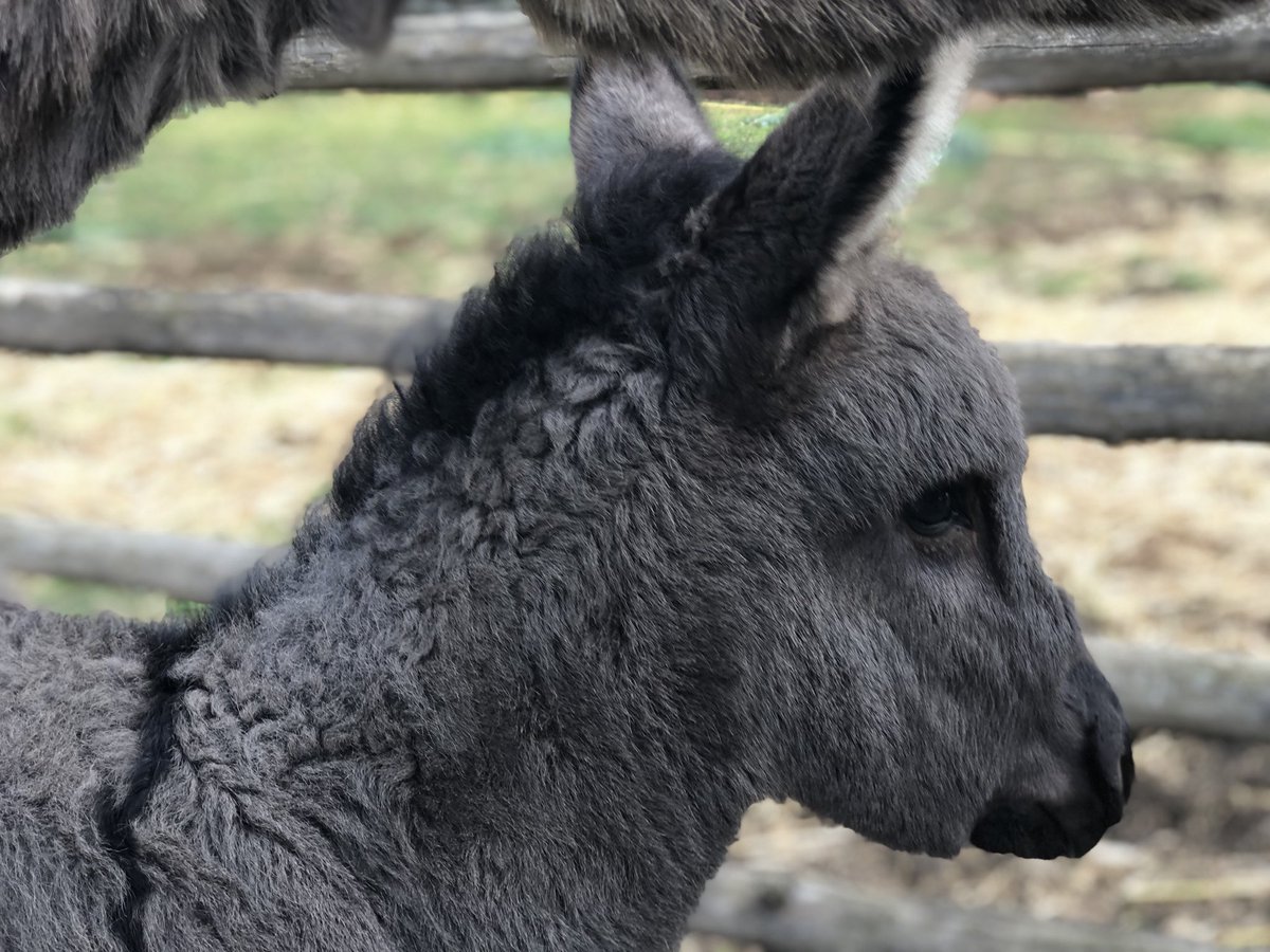 AziendaSaMandra's tweet photo. Asa Johansson , giornalista svedese, parlerà di #agriturismo #SaMandra nel suo prossimo reportage nel quotidiano #SvenskaDagbladet
Grazie per la visita❤️ https://t.co/Af8SGDdpCS