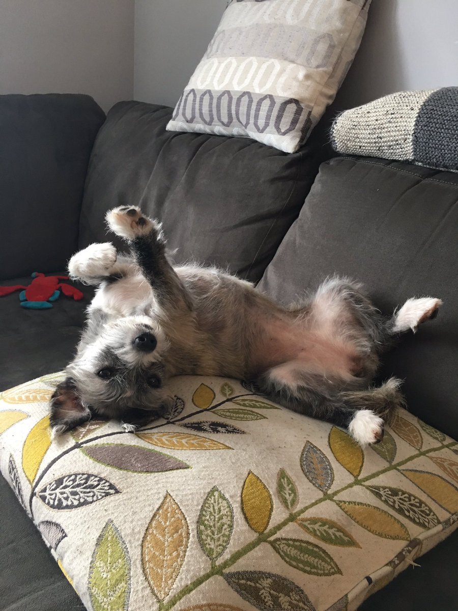 kphilips64's tweet photo. @jannarden My girl Rizzo! She’s tough and tender 💪🏻😆🐶♥️ https://t.co/DwrHvBEGYq